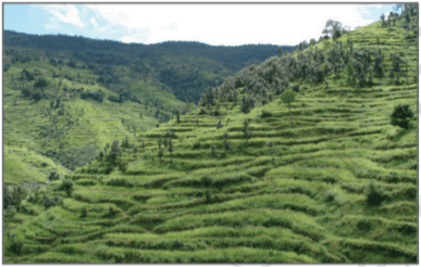 Terrace Farming 