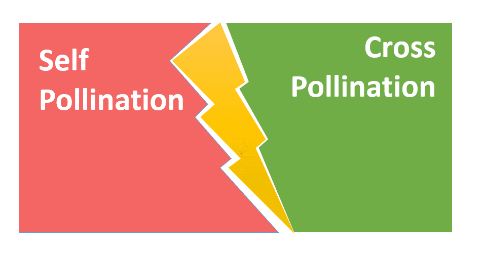 Self Pollination and Cross Pollination Difference