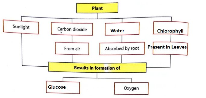 DAV Class– 7 Science Book Solutions Chapter-1 Nutrition in Living Organisms-Plants