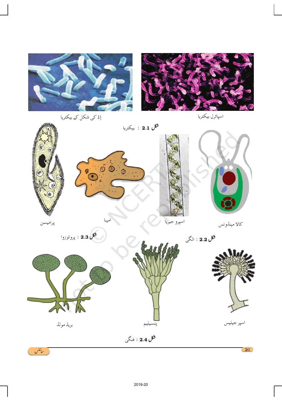 Class 8 Science in Urdu Medium Chapter 2