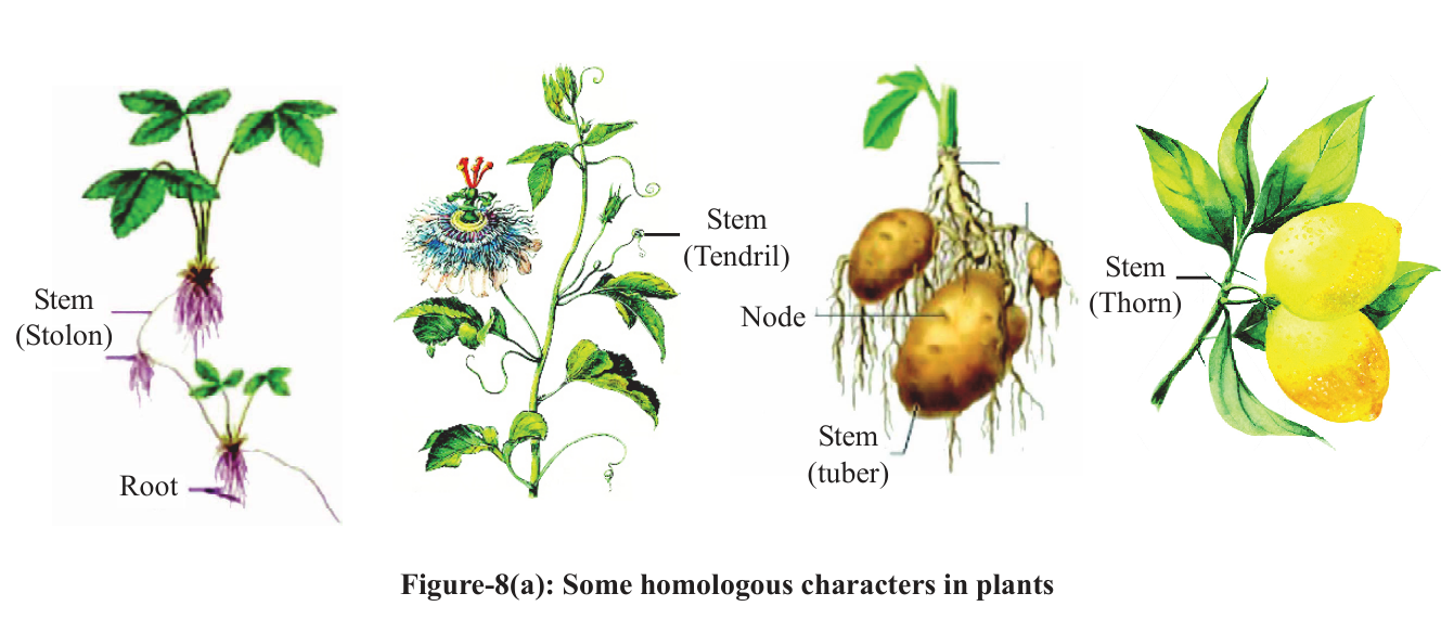 Figure 8a Homologous characters in plant stems CG SCERT Class 10 Science