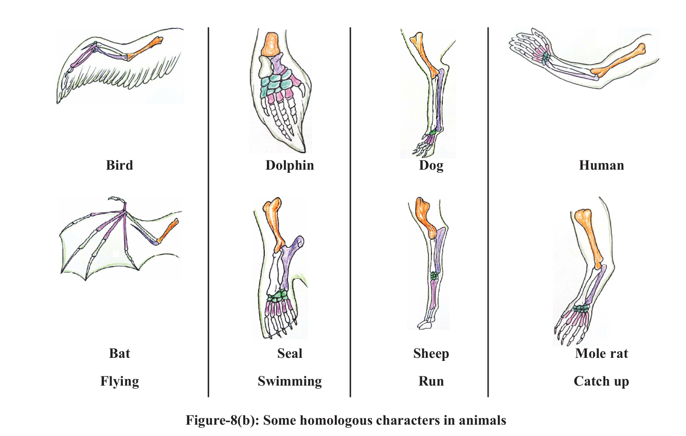 Figure 8b Homologous characters in animal forelimbs CG SCERT Class 10 Science