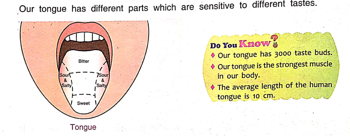 Taste Regions of Human Tongue DAV Class 3 Science