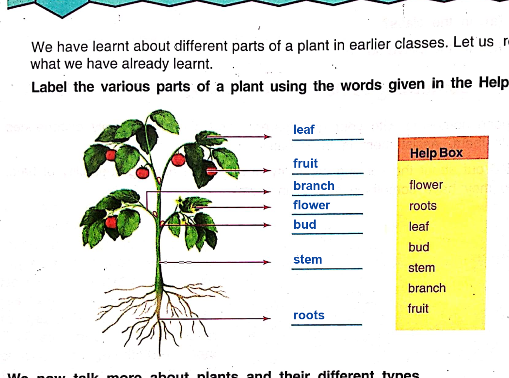 Parts of a Plant Solved Diagram DAV Class 3 Science